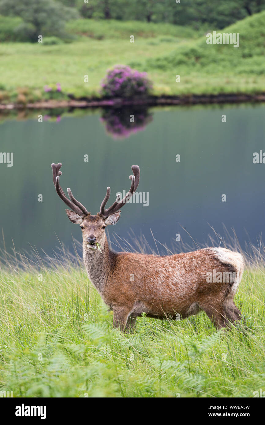 Red Deer stag [ Cervus elaphus ] nella parte anteriore del piccolo loch, Glen Etive, SCOZIA Foto Stock