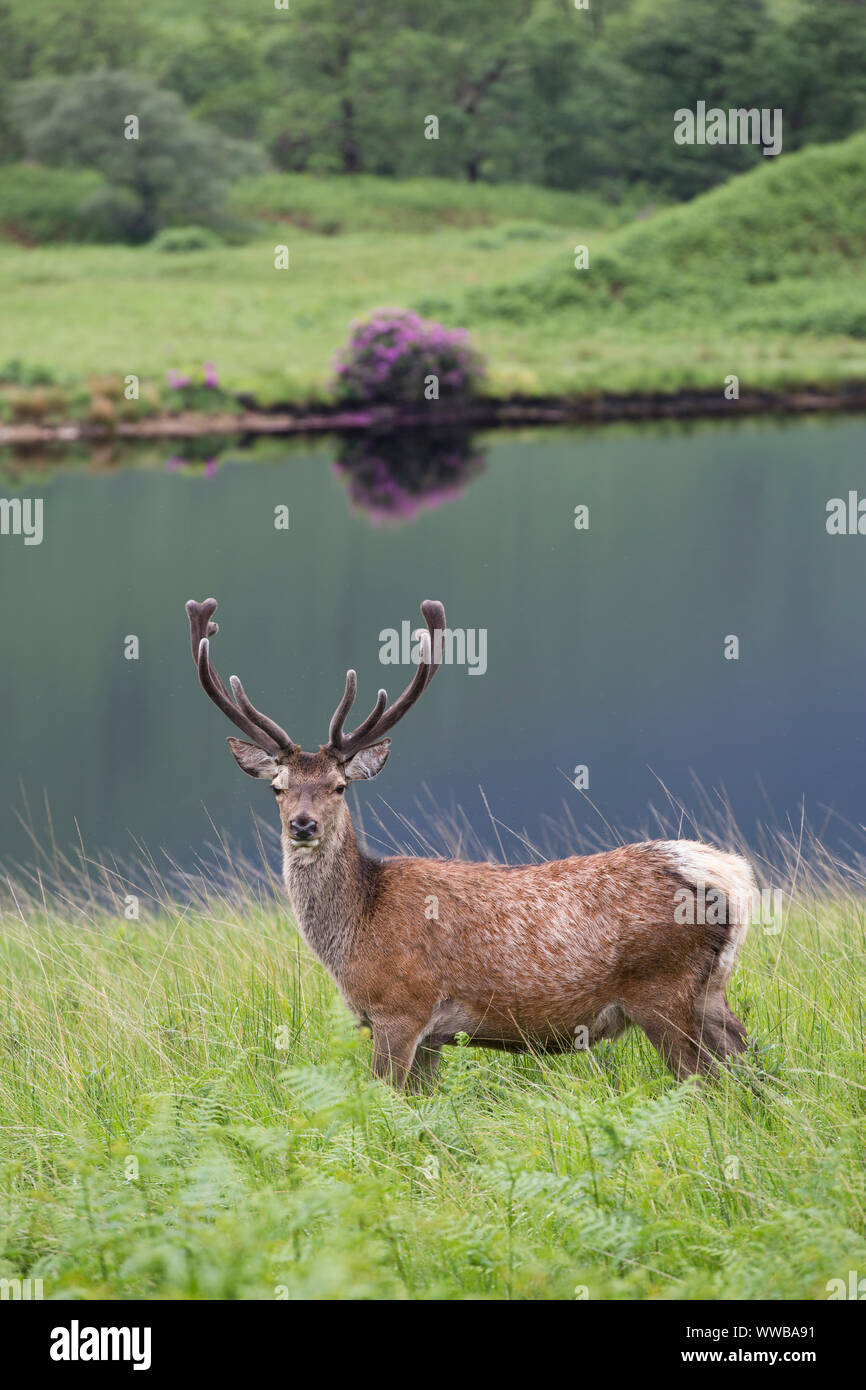 Red Deer stag [ Cervus elaphus ] nella parte anteriore del piccolo loch, Glen Etive, SCOZIA Foto Stock
