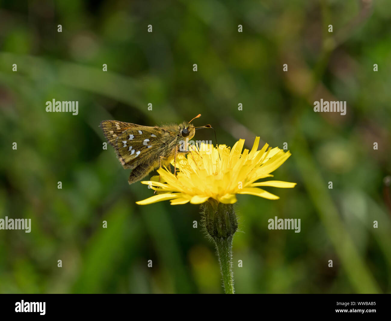 Argento-spotted Skipper farfalla sulla Hawkweed Foto Stock