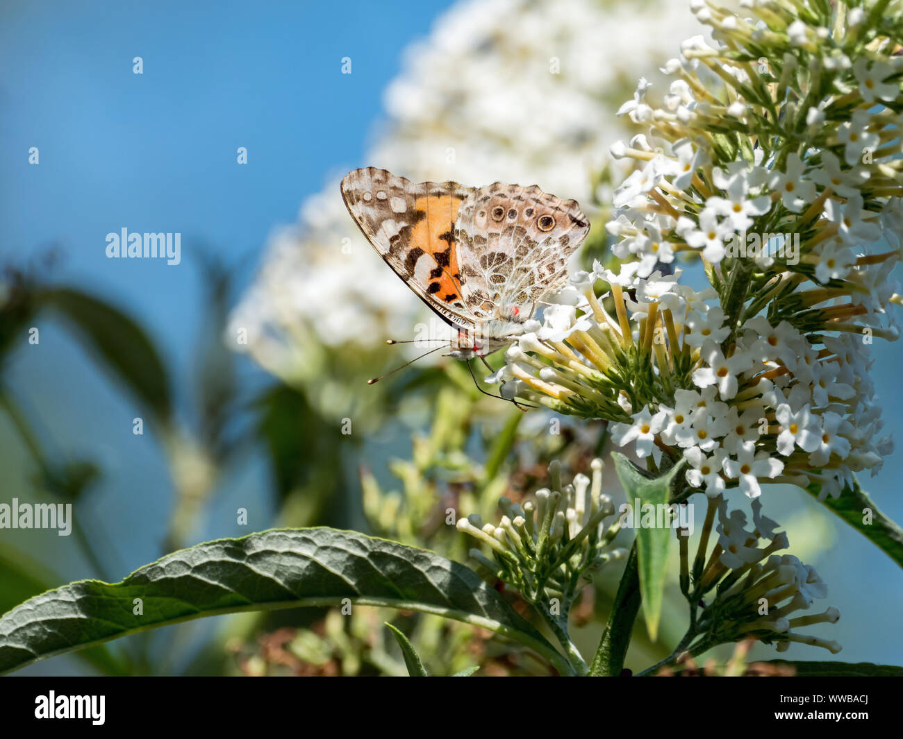 Dipinto di Lady Butterfly con innocui acari rosso, su Buddleia fiori. Foto Stock