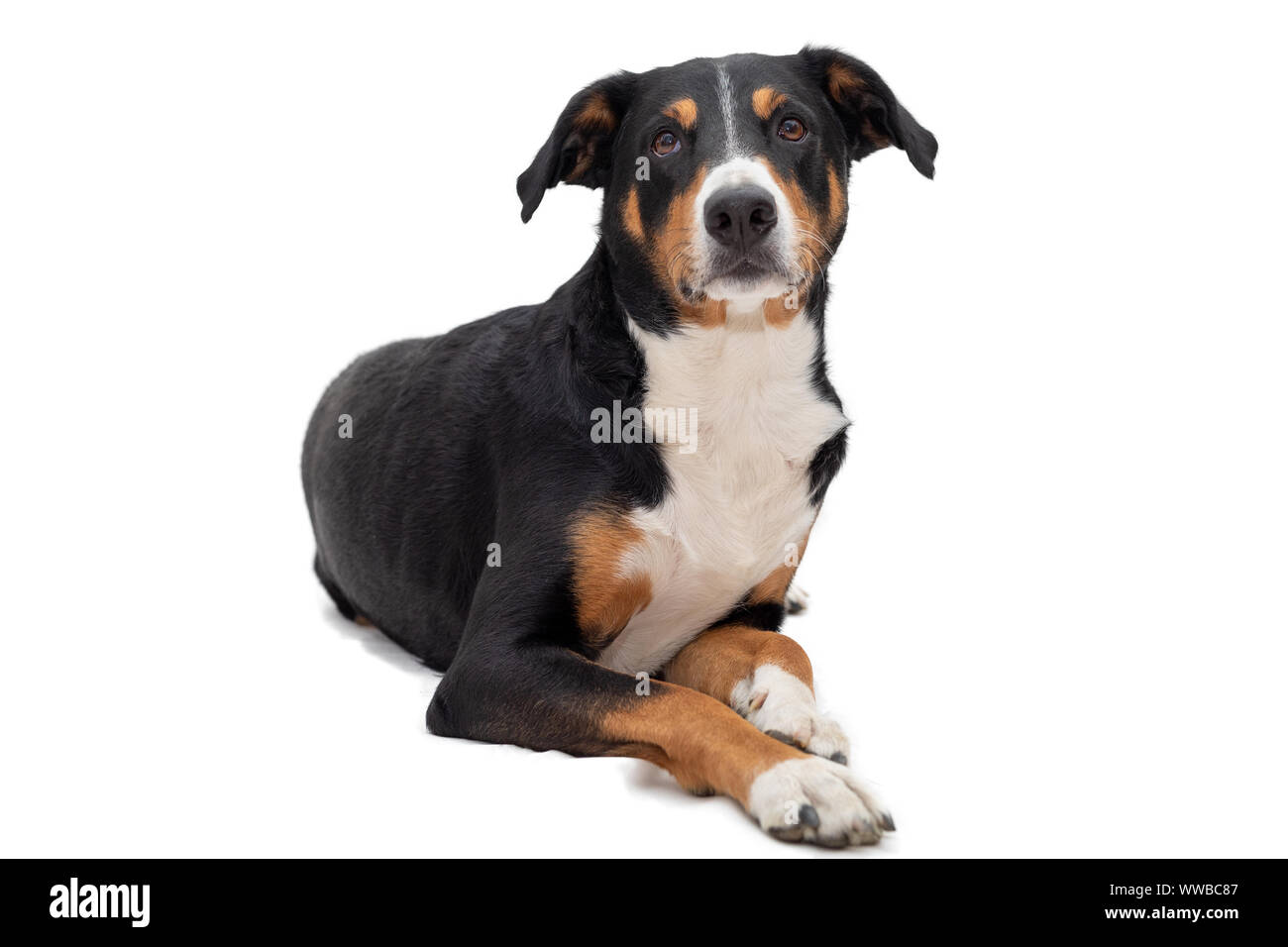 Carino appenzeller cane di montagna che stabilisce le vie laterali, testa fino a guardare con occhi dolci dritto in telecamera. Isolato su sfondo bianco. Foto Stock