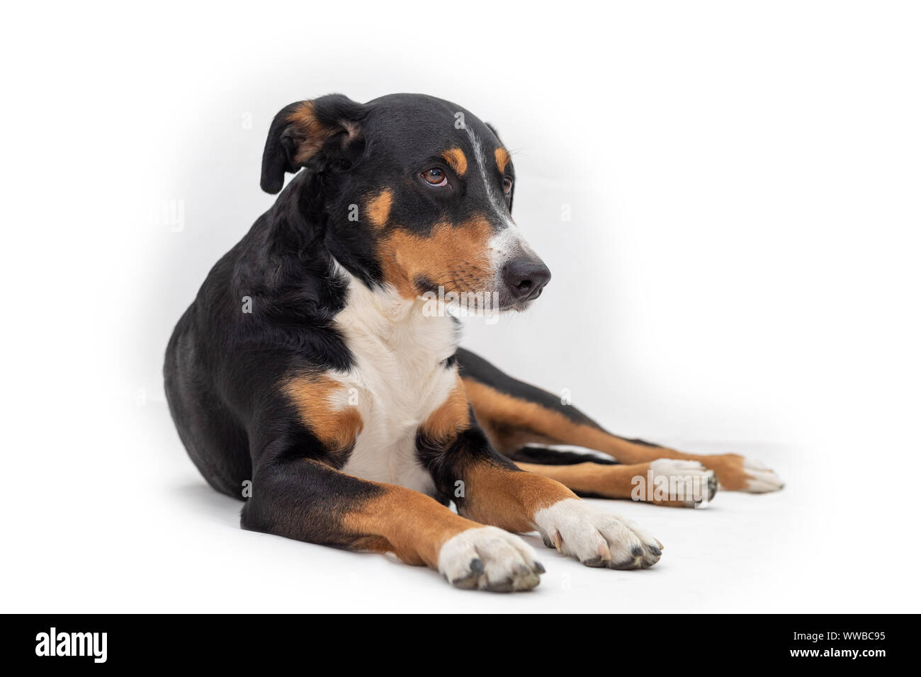 Carino appenzeller cane di montagna che stabilisce le vie laterali, testa fino a guardare con occhi dolci dritto in telecamera. Isolato su sfondo bianco. Foto Stock