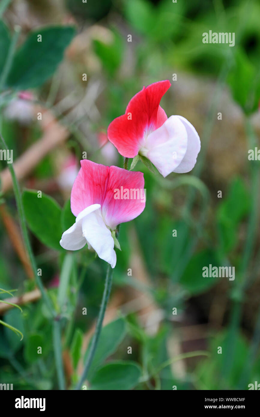Pisello dolce (Lathyrus odoratus) Madonna dipinta Foto Stock