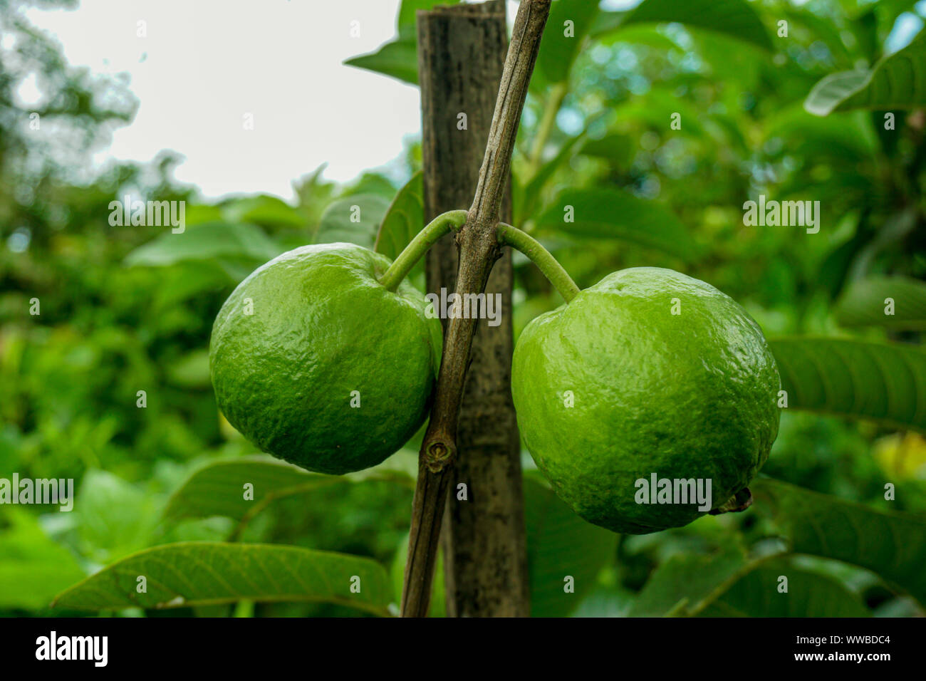 Frutto guava, Psidium guajava ; una texture colorate di verde frutti sugli alberi, piatta forma rotonda, carne bianca con grappoli semi in mezzo all'interno. L'HAV Foto Stock