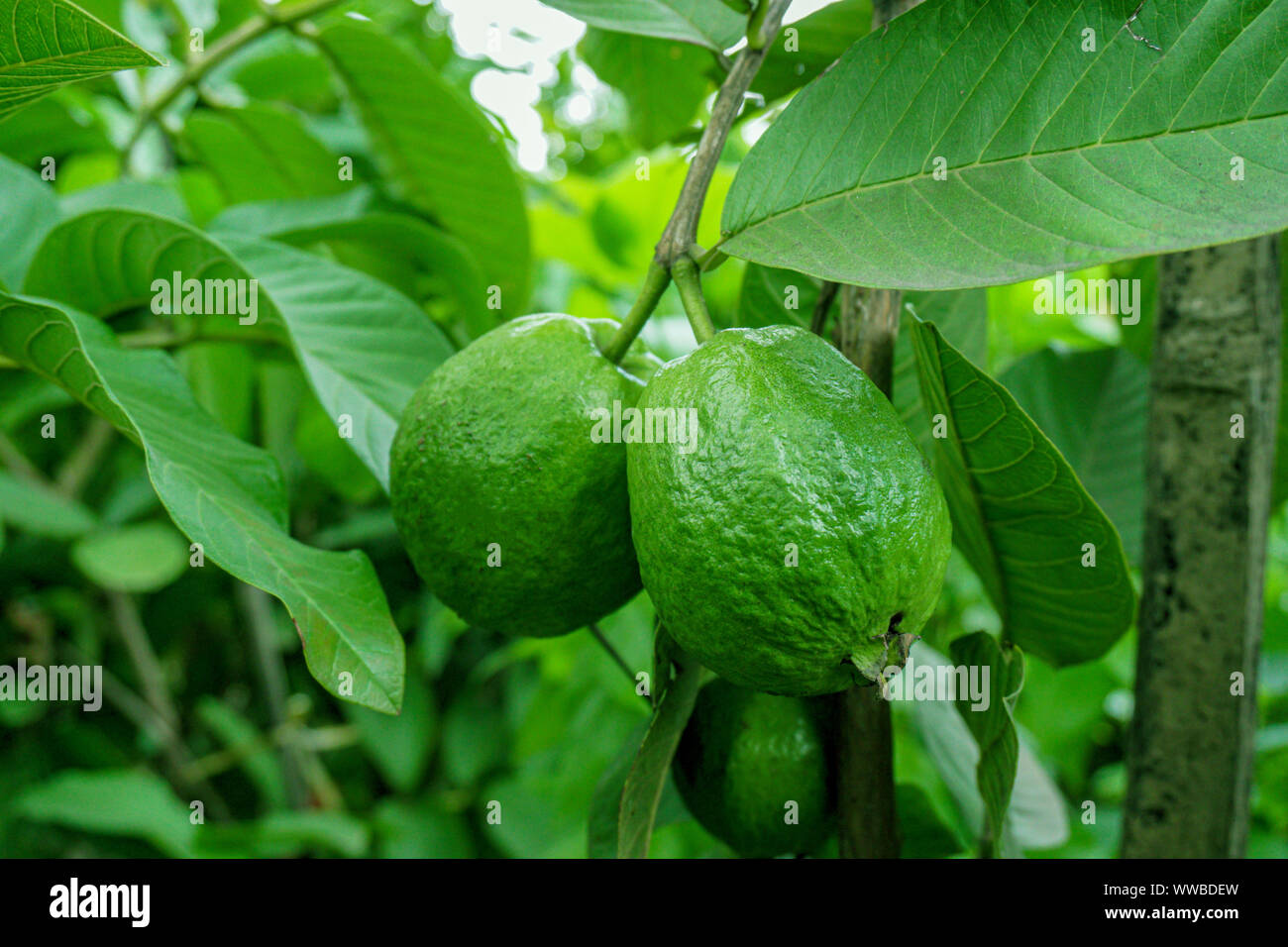 Il verde frutto guava appeso su albero in agricoltura fattoria del Bangladesh nella stagione di raccolta Foto Stock