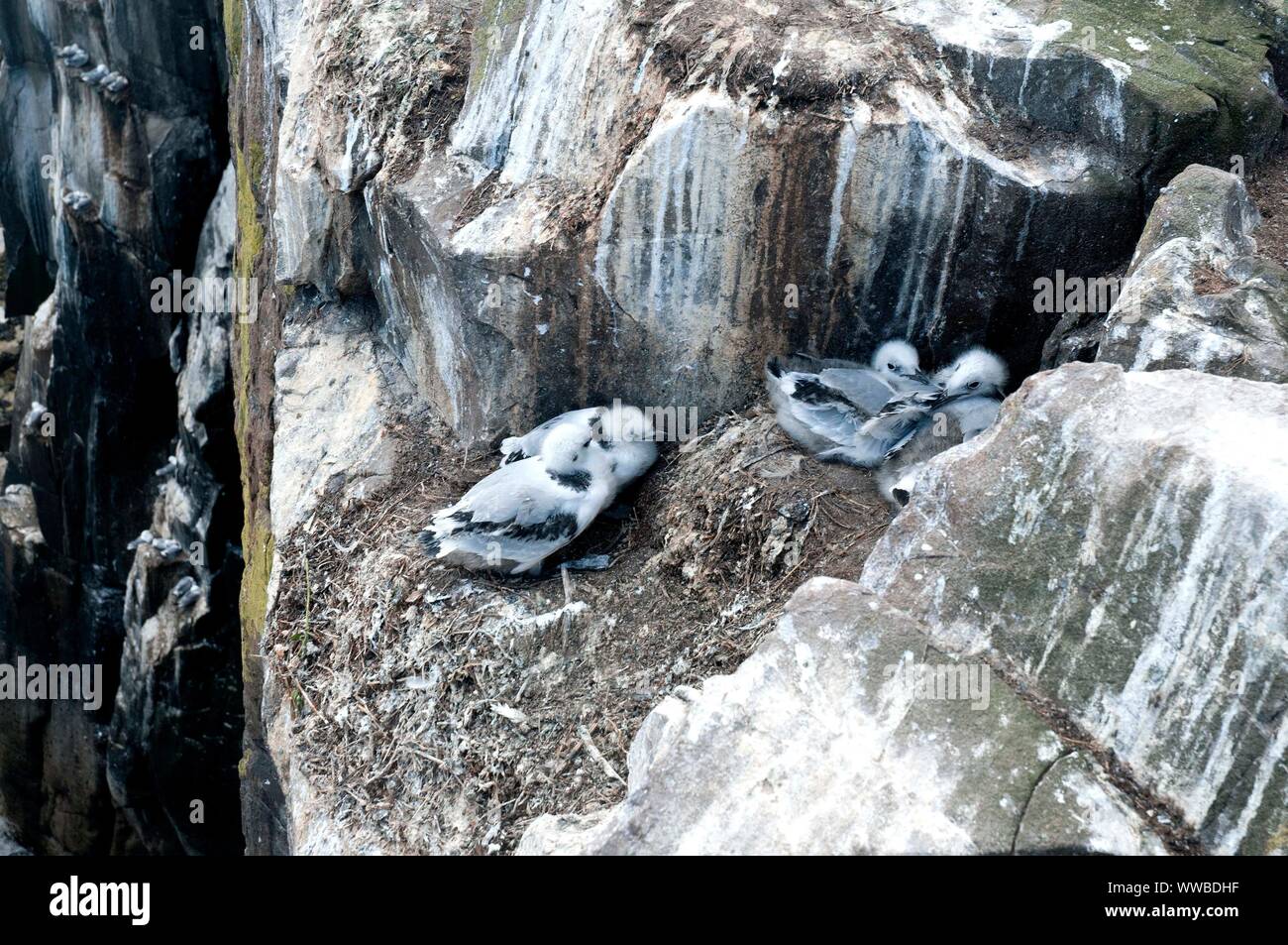 Kittiwake pulcini nel loro nidificano sulle scogliere di farne interna isola, Northumberland, Regno Unito Foto Stock