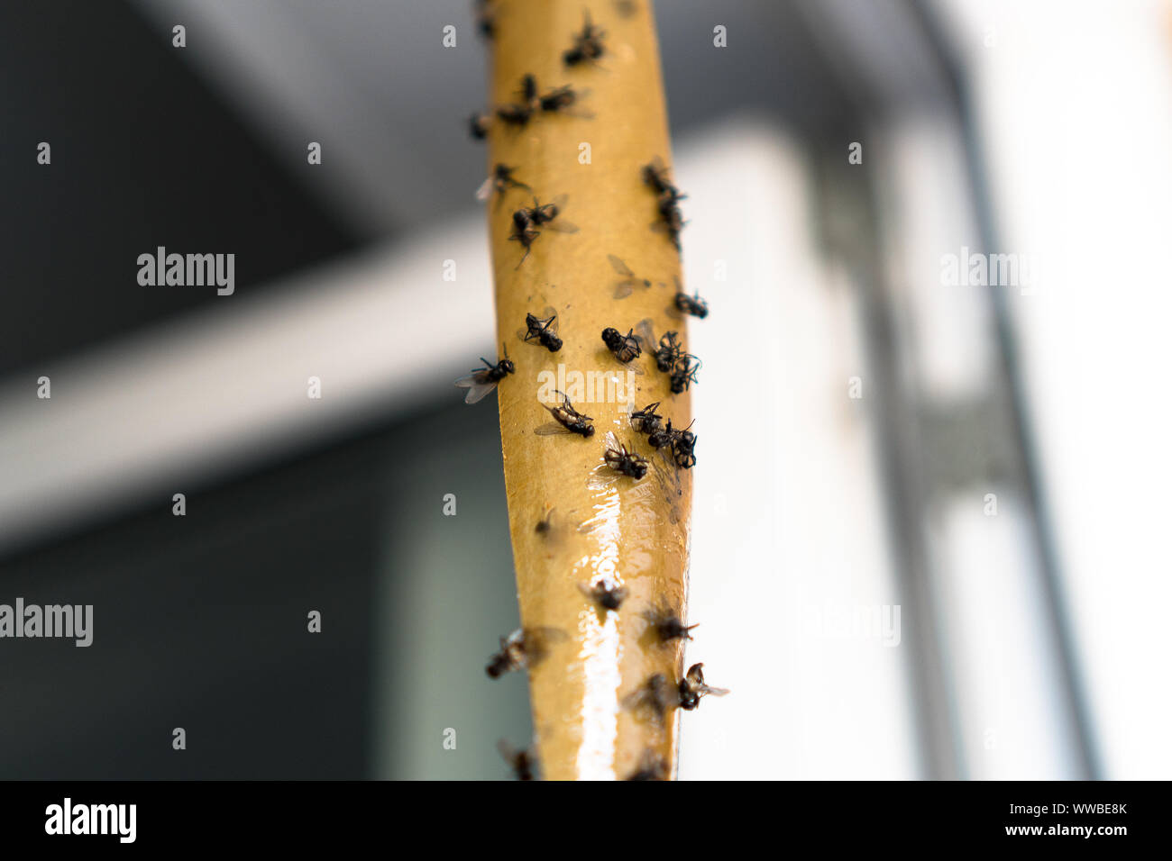 Si è chiocciato sul nastro adesivo. Carta flypaper, nastro adesivo. Trappola per mosche, insetti.Flies stuckTrap per insetti insetti. Mosche Lot attaccate al giallo appiccicoso Foto Stock