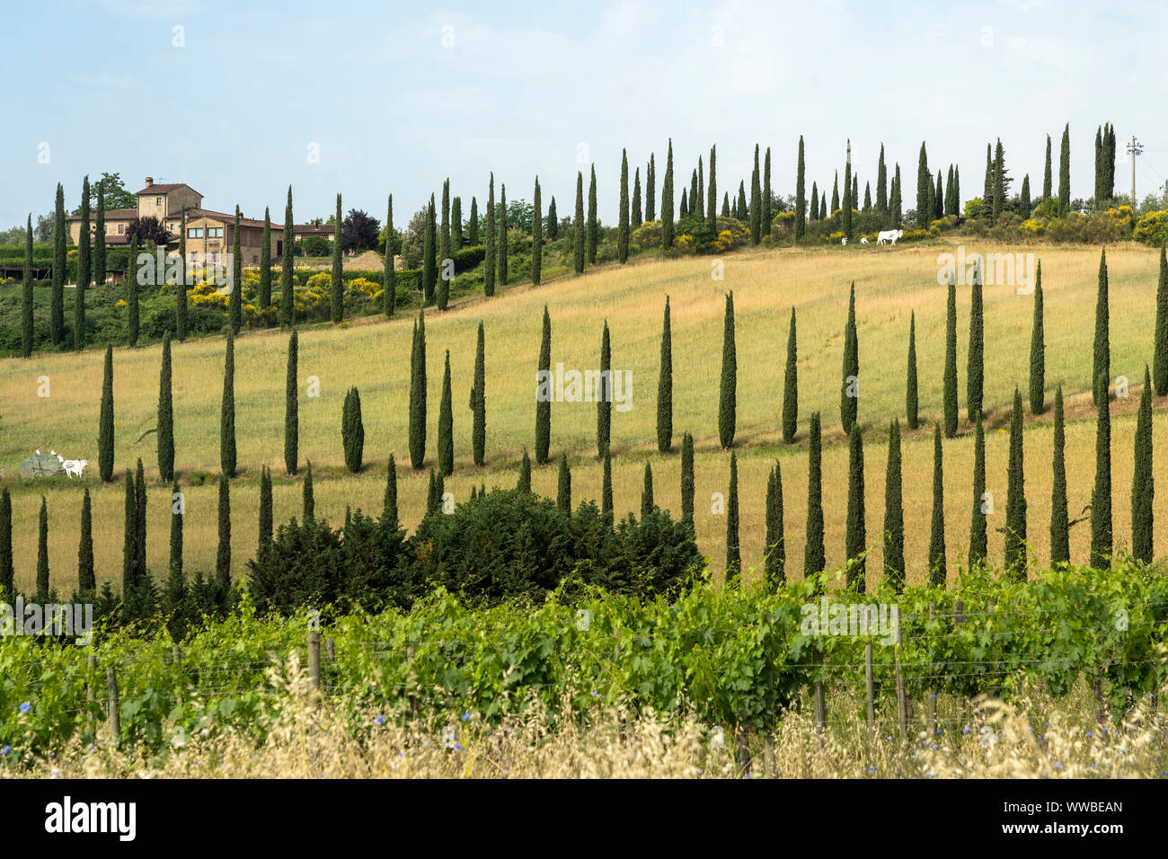 Paesaggio estivo nella regione del Chianti vicino a Poggibonsi, Siena, Toscana, Italia. Azienda agricola e cipressi Foto Stock