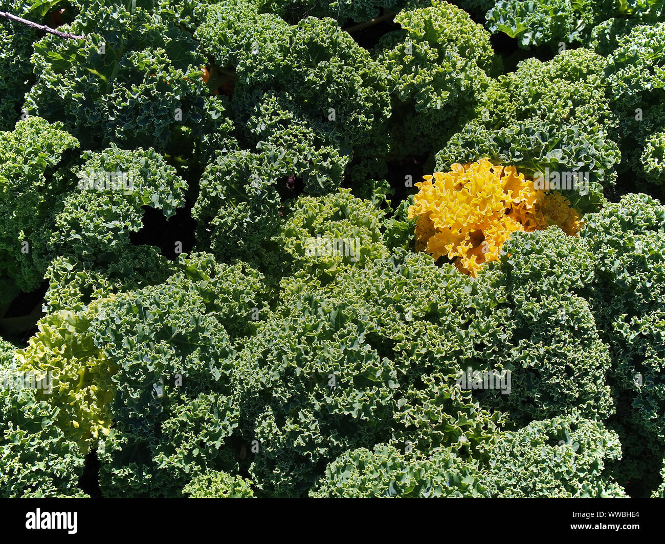 Cavolo laciniato (Brassica oleracea) cresce in un giardino di Glebe, Ottawa, Ontario, Canada. Ruotando il giallo in patch. Che spreco! Foto Stock