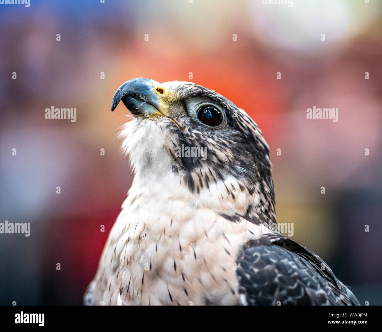 New York, Stati Uniti d'America, 14 settembre 2019. Un Falcon è visualizzato all'annuale Raptor Fest evento organizzato dal New York City Department of Parks e Recre Foto Stock