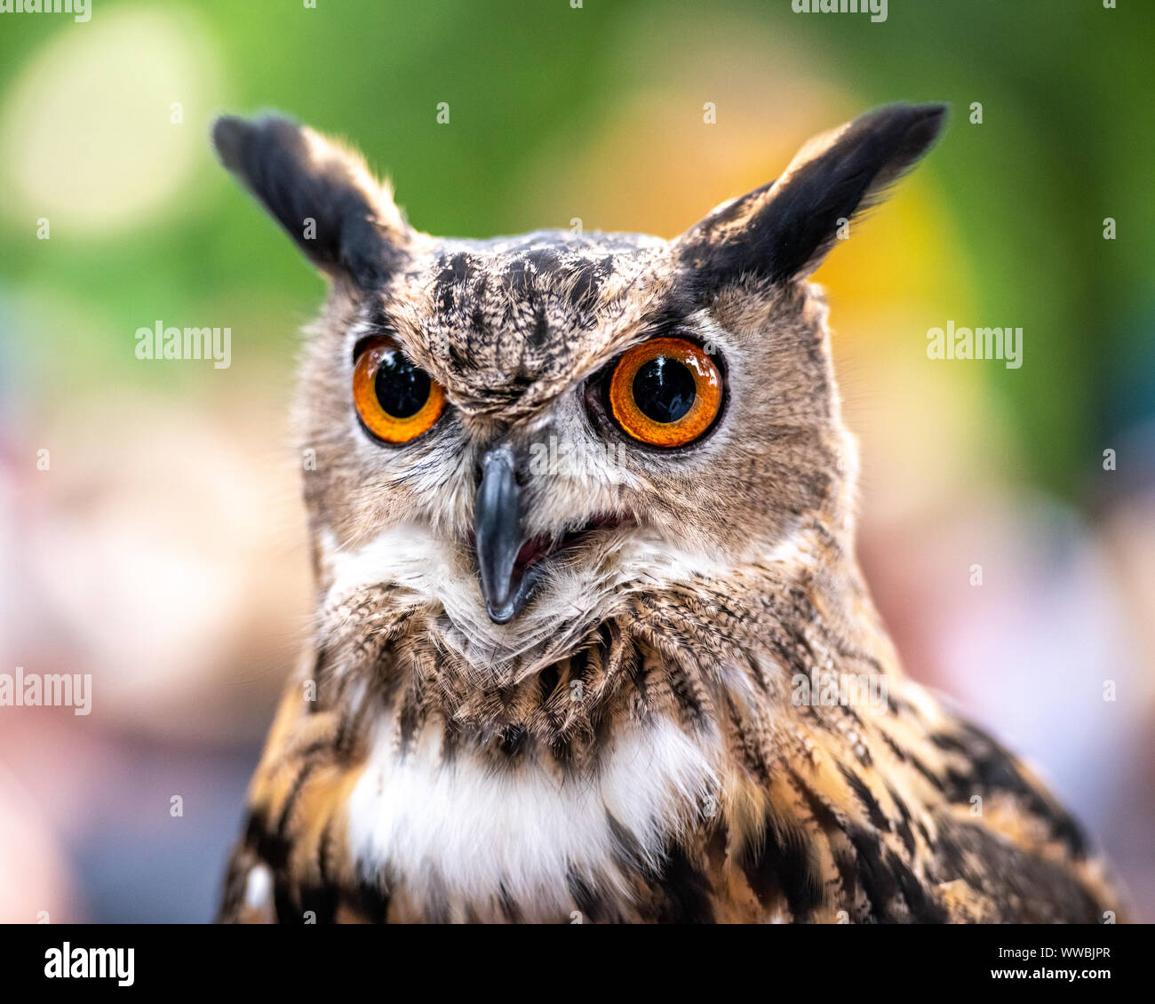 New York, Stati Uniti d'America, 14 settembre 2019. Un grande gufo cornuto (Bubo virginianus) viene visualizzato all'annuale Raptor Fest manifestazione organizzata dalla Città di New York Foto Stock