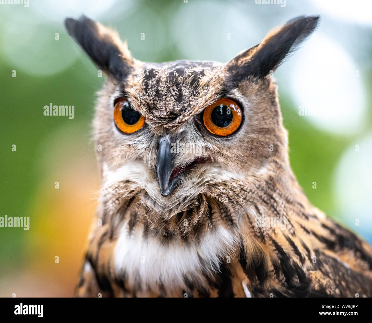 New York, Stati Uniti d'America, 14 settembre 2019. Un grande gufo cornuto (Bubo virginianus) viene visualizzato all'annuale Raptor Fest manifestazione organizzata dalla Città di New York Foto Stock