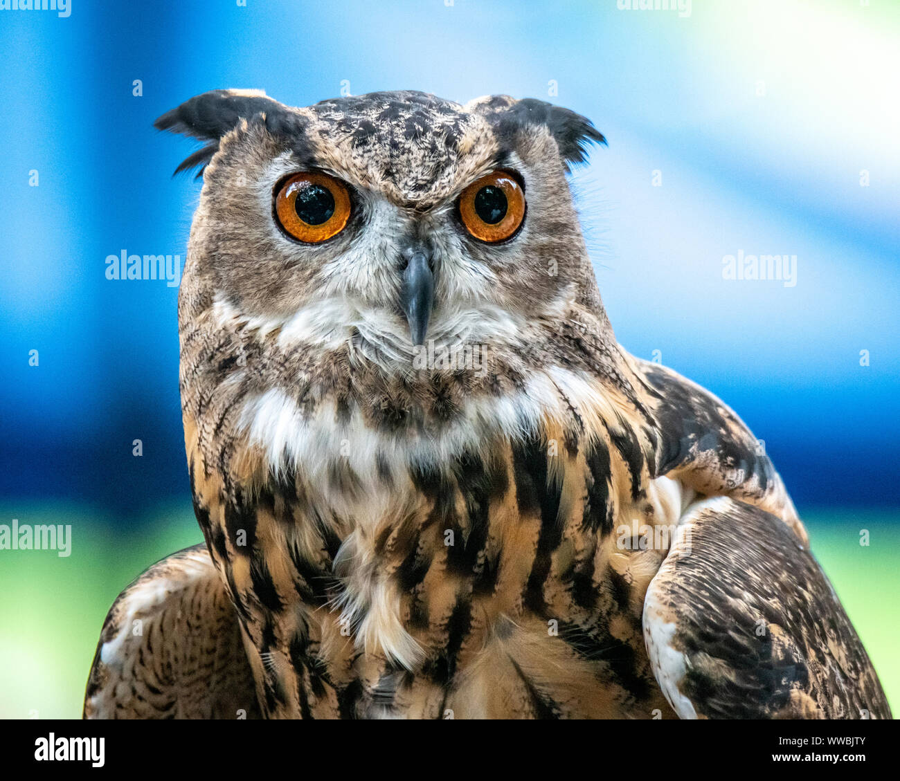 New York, Stati Uniti d'America, 14 settembre 2019. Un grande gufo cornuto (Bubo virginianus) viene visualizzato all'annuale Raptor Fest manifestazione organizzata dalla Città di New York Foto Stock