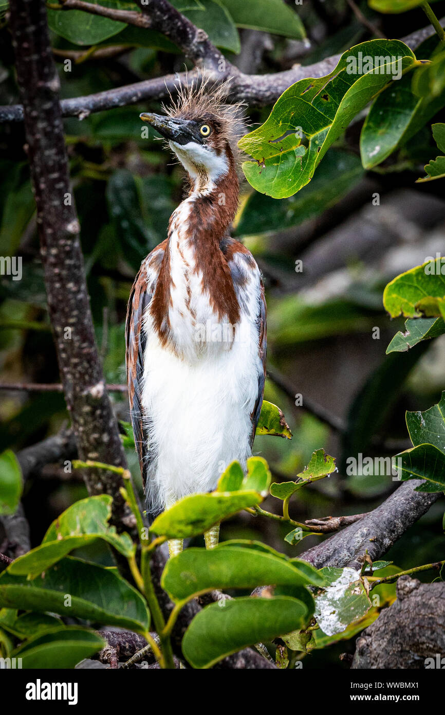 I capretti tricolore Heron avente un brutto giorno per capelli Foto Stock