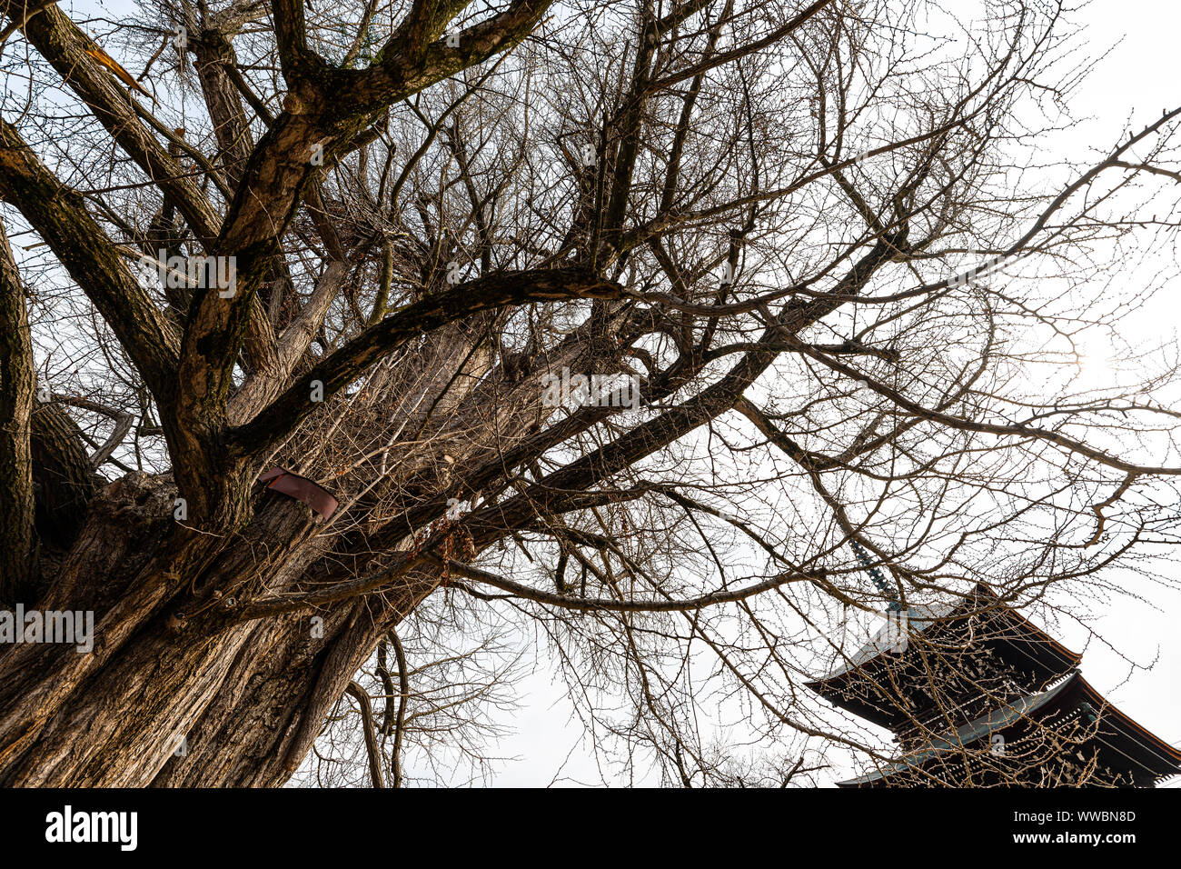 Più antica di 1200 anni ginkgo tree national monumento naturale a Hida Kokubunji Tempio santuario buddista nella storica città o comune a Takayama, Giappone a Gifu pre Foto Stock