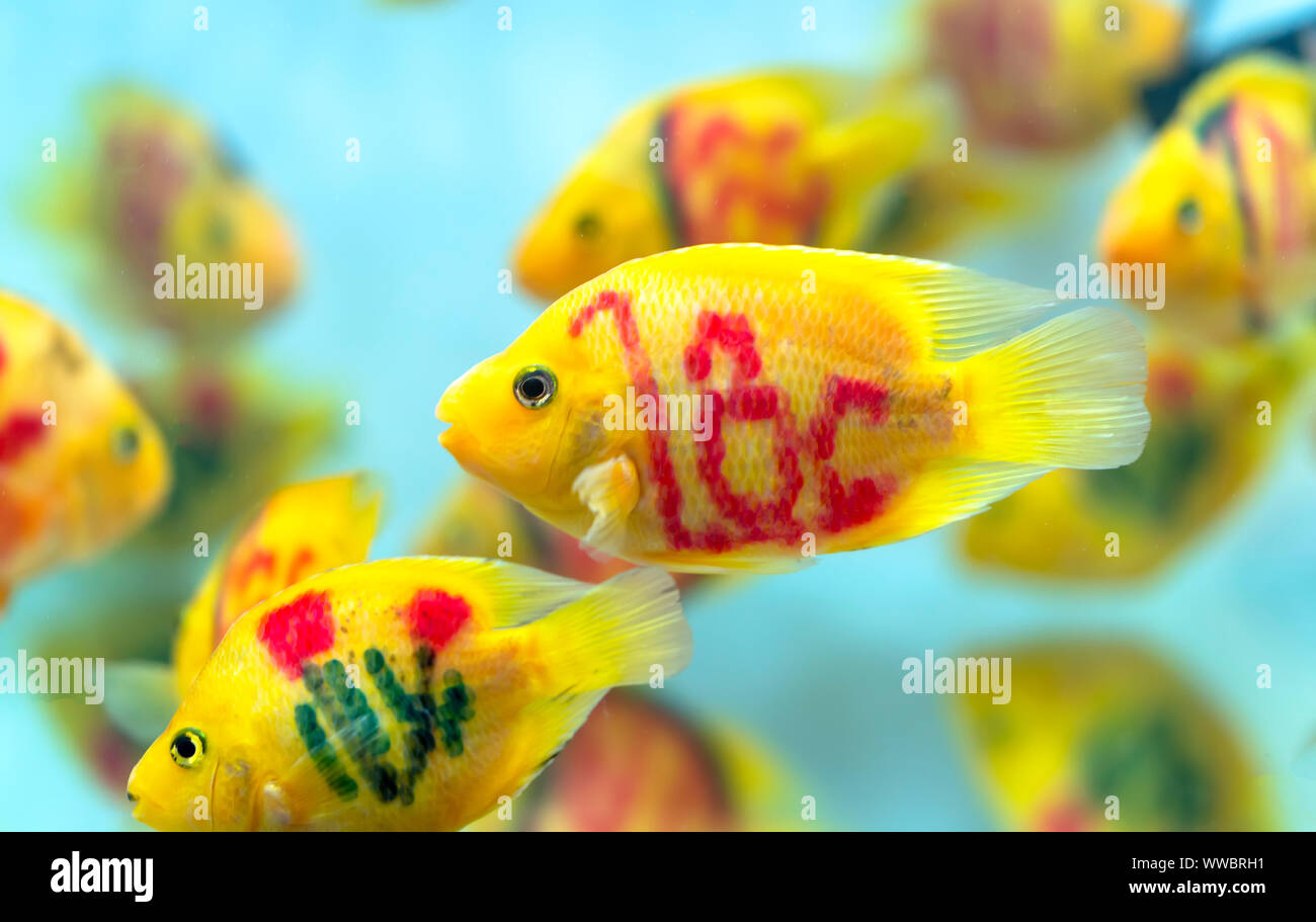 Hosie Mangime Per Pesci Pappagallo Rosso, 17,6 Once, Ricco Di Astaxantina, Galleggiante Per Acquario