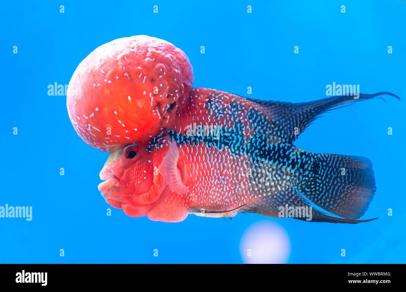 Flowerhorn Cichlid pesci colorati a nuotare in acquario. Questo è un pesci ornamentali che simboleggia la fortuna di feng shui in casa Foto Stock