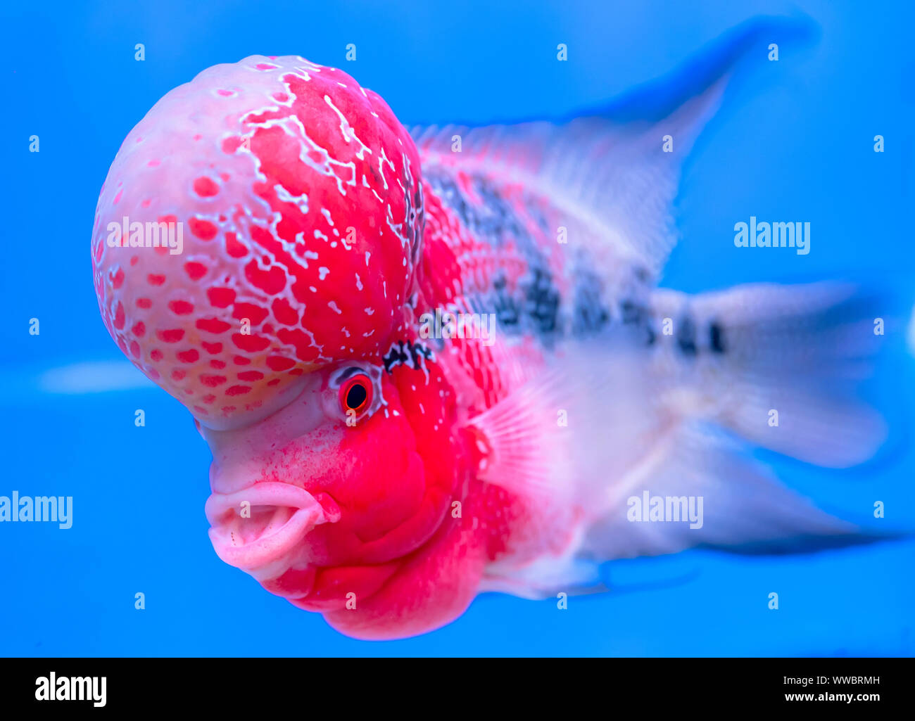 Flowerhorn Cichlid pesci colorati a nuotare in acquario. Questo è un pesci ornamentali che simboleggia la fortuna di feng shui in casa Foto Stock
