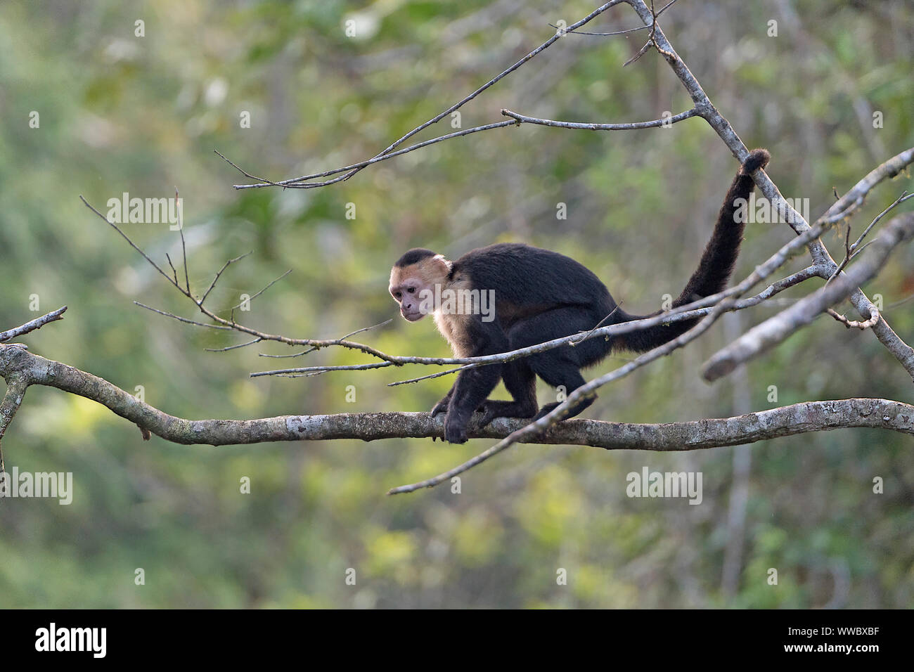 Di fronte bianco Monkey in cerca di cibo nel Parco Nazionale di Tortuguero in Costa Rica Foto Stock