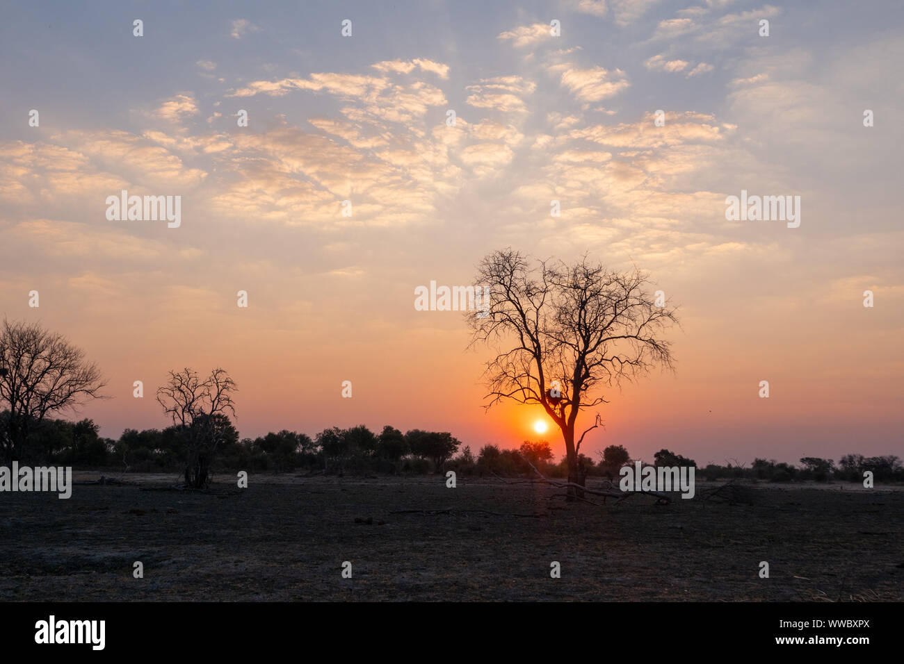 Tramonto nella savana africana dietro Tree, Okavango Delta, Botswana, con drammatica Sky Foto Stock