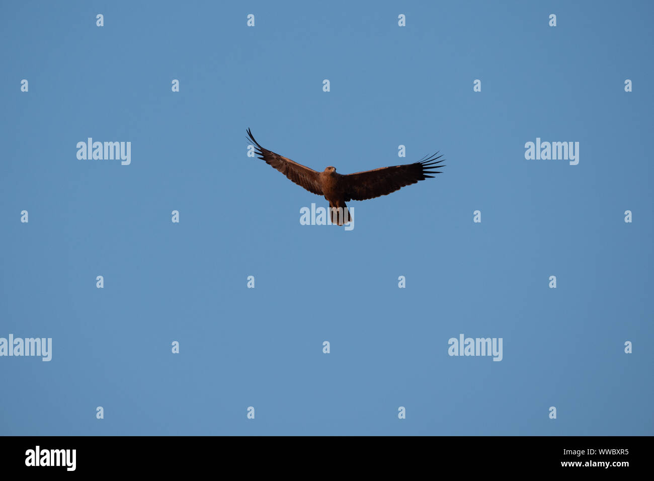Maestoso Snake Marrone Eagle scuoiamento nel cielo blu in Namibia Foto Stock
