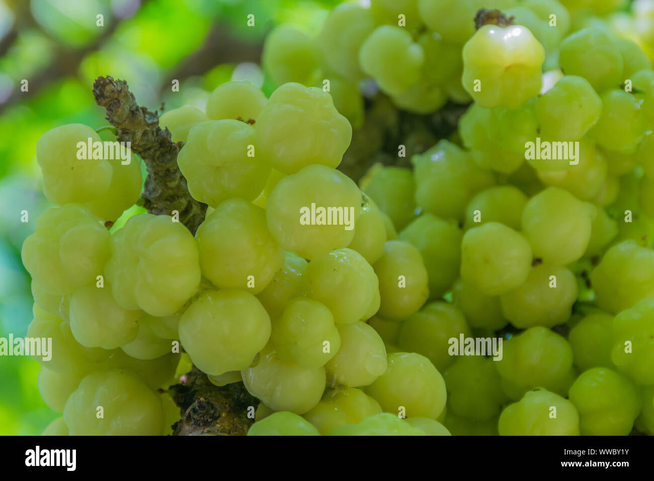 Star uva spina Frutti , con vitamine e amaro. Foto Stock