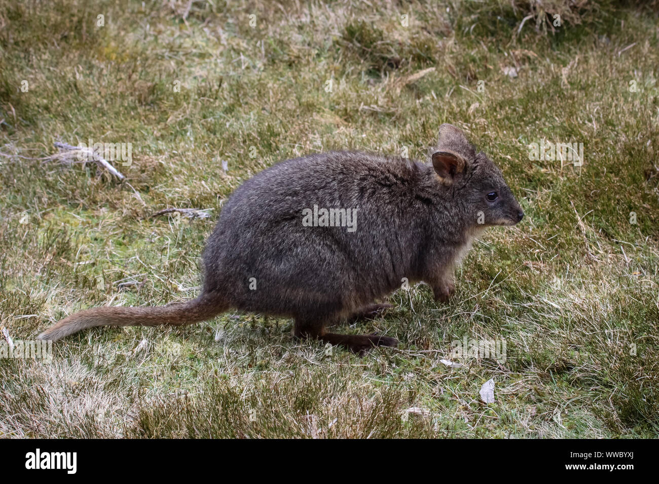 Ventre rosso wallaby, un piccolo canguro, Cradle Mountain NP, Tasmania Foto Stock