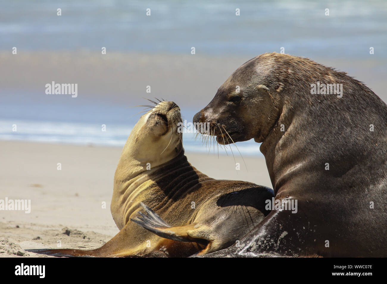 Paio di Australian Sea Lion in amore sulla spiaggia, Seal Bay, Kangaroo Island, Sud Australia Foto Stock