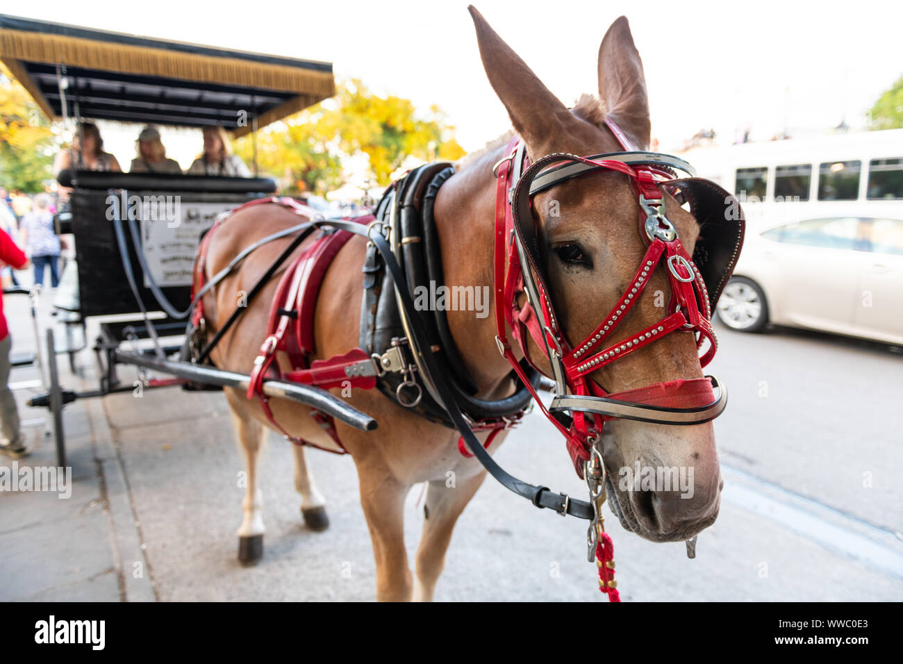 New Orleans, Stati Uniti d'America - 22 Aprile 2018: città vecchia downtown Decatur Street in Louisiana città storica con il mulo cavallo e carrozza Buggy tour Foto Stock