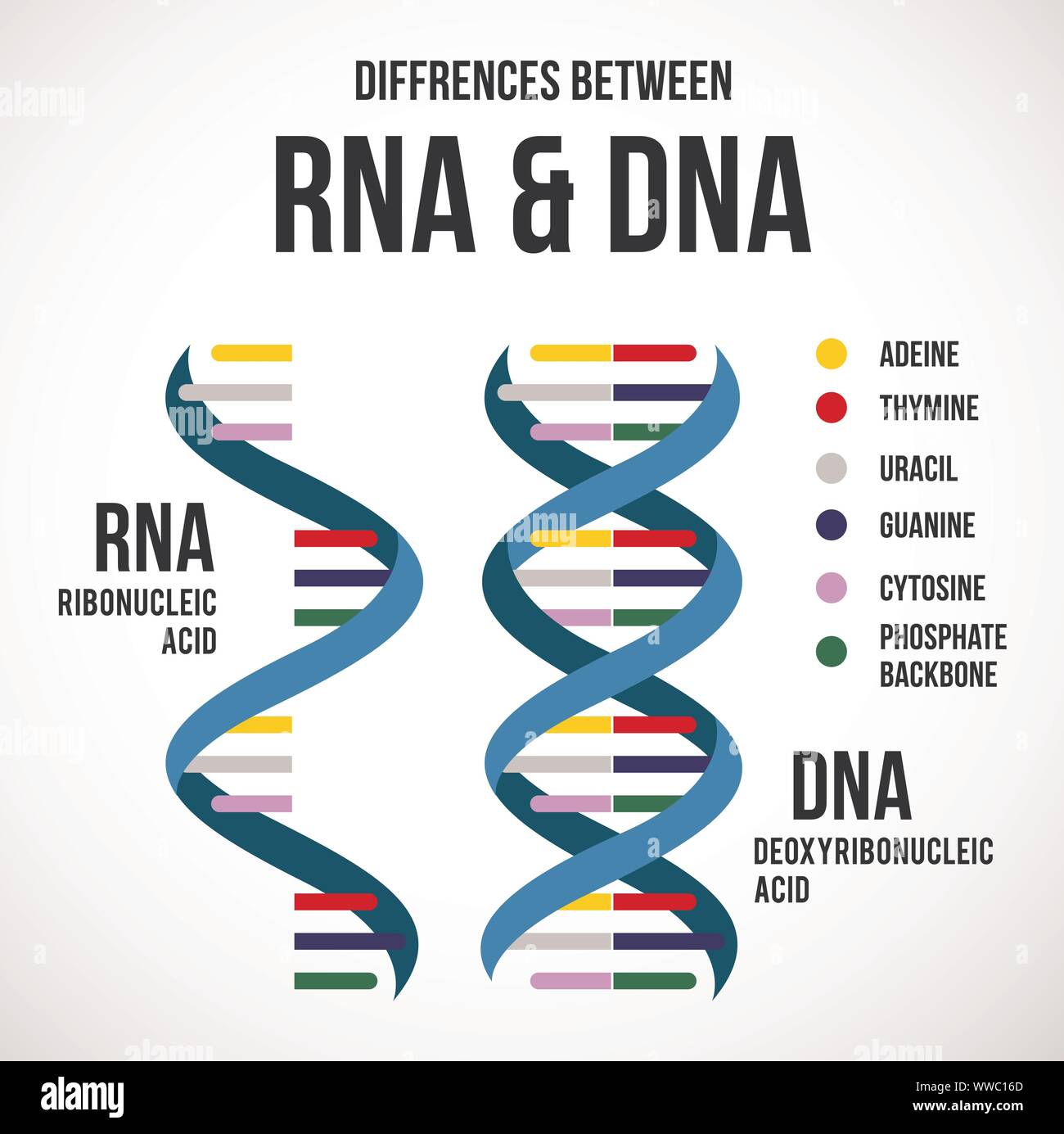 Differenze tra RNA e DNA vettore icona scientifica spirale di DNA e RNA Illustrazione Vettoriale