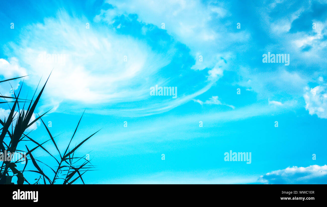 Vista dal basso da erba verde contro il cielo blu . La natura del paesaggio. Fresco di sfondo con erba verde cielo blu con nuvole di sogno del vettore di campo realistico Foto Stock