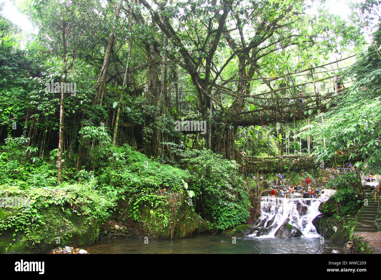 La radice viva ponte in prossimità di Nongriat Foto Stock