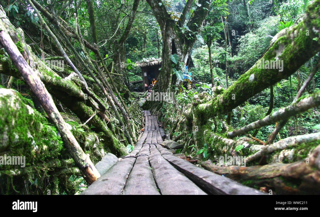 La radice viva ponte in prossimità di Nongriat Foto Stock