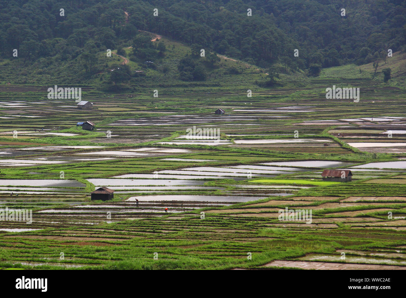 Patchwork risaie vicino a Jowai, Meghalaya Foto Stock