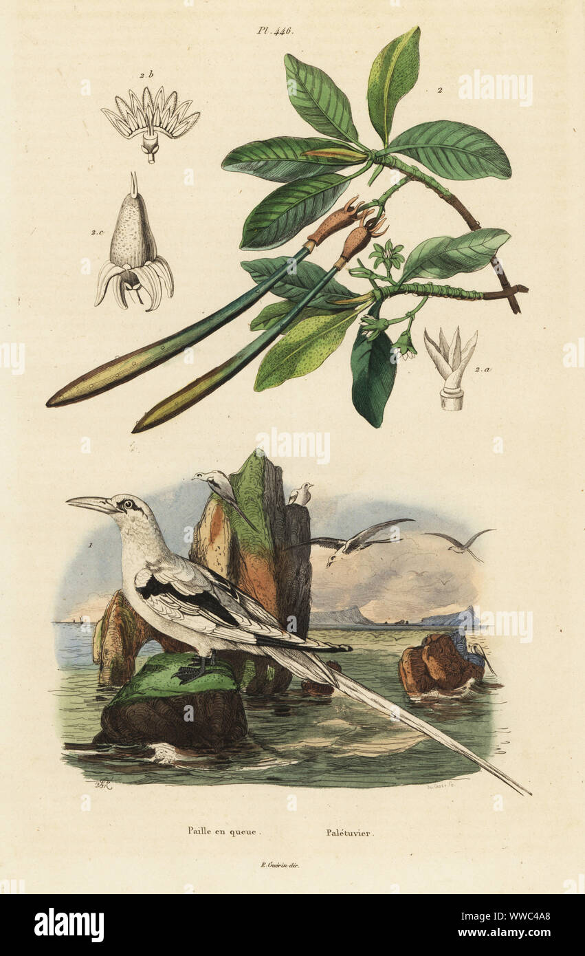 White-tailed tropicbird, Phaethon lepturus 1, e mangrovia nera, Bruguiera gymnorhiza 2. Paille en queue, Paletuvier. Acciaio Handcolored incisione di du Casse dopo una illustrazione da Adolph patatine da Felix-Edouard Guerin-Meneville's Dictionnaire pittoresco d'Histoire Naturelle (pittoresco Dizionario di storia naturale), Parigi, 1834-39. Foto Stock