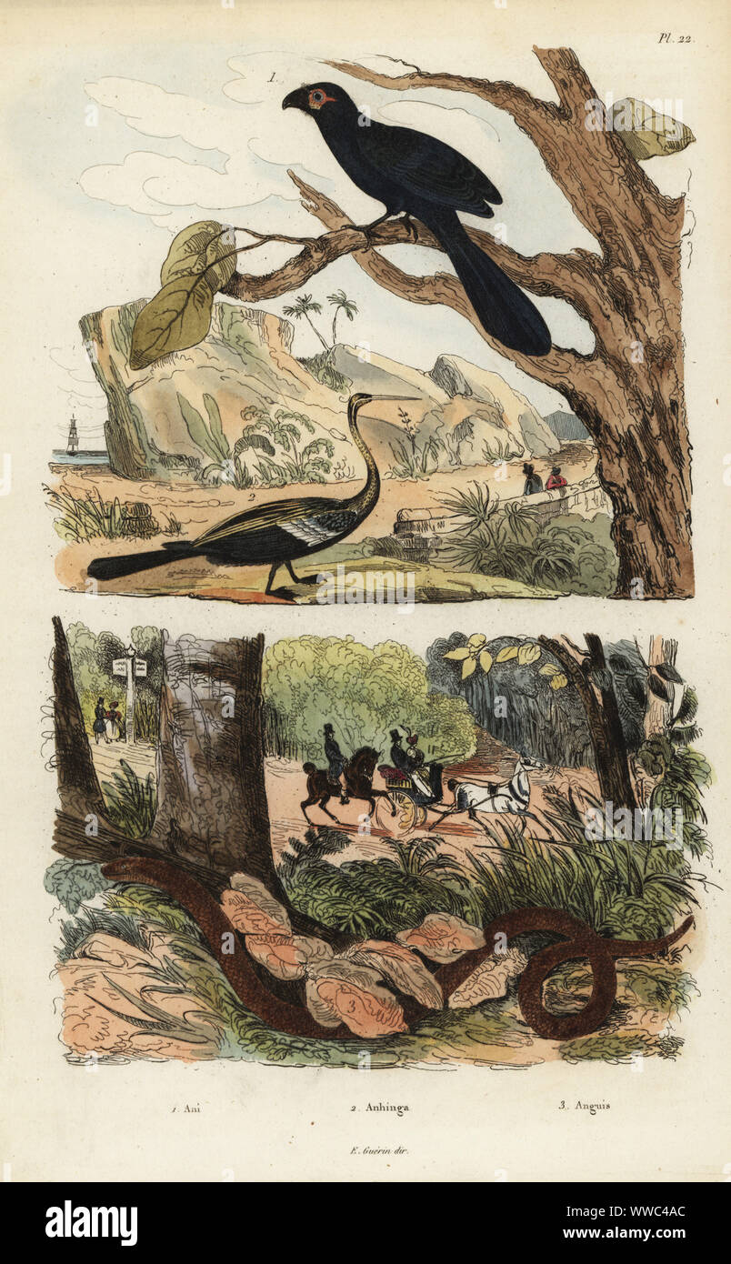 Scanalatura fatturati ani, Crotophaga sulcirostris 1, Orientale darter, anhinga melanogaster 2, e lenta worm, Anguis fragilis 3. Ani, anhinga, Anguis. Acciaio Handcolored incisione di du Casse dopo una illustrazione da Adolph patatine da Felix-Edouard Guerin-Meneville's Dictionnaire pittoresco d'Histoire Naturelle (pittoresco Dizionario di storia naturale), Parigi, 1834-39. Foto Stock