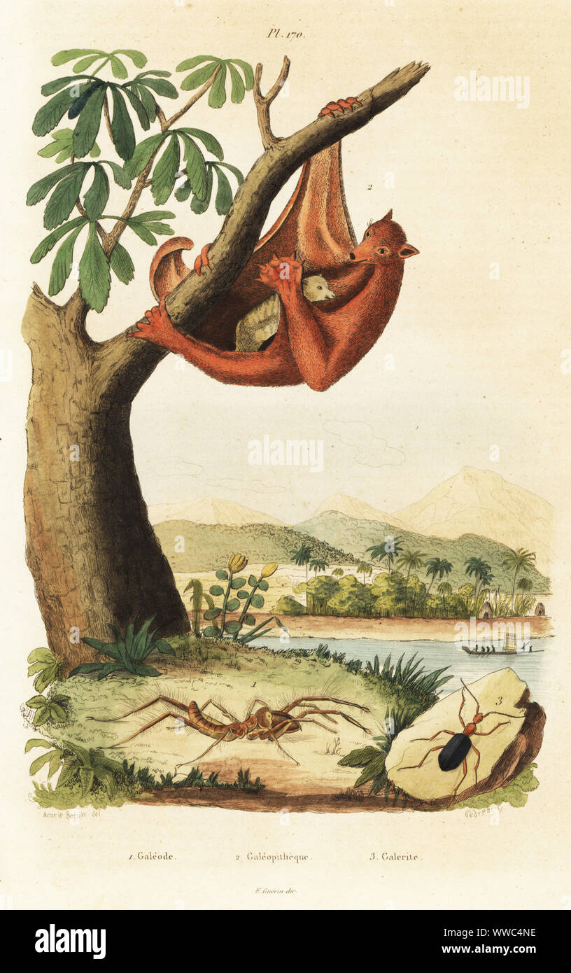 Camel spider, Gluvia dorsalis 1, filippino lemuri volanti, Cynocephalus volans 2, e Galerita americana Scarabeo 3. Galeode, Galeopitheque, Galerite. Acciaio Handcolored incisione di Pedretti dopo una illustrazione da A. Carie Barone di Felix-Edouard Guerin-Meneville's Dictionnaire pittoresco d'Histoire Naturelle (pittoresco Dizionario di storia naturale), Parigi, 1834-39. Foto Stock
