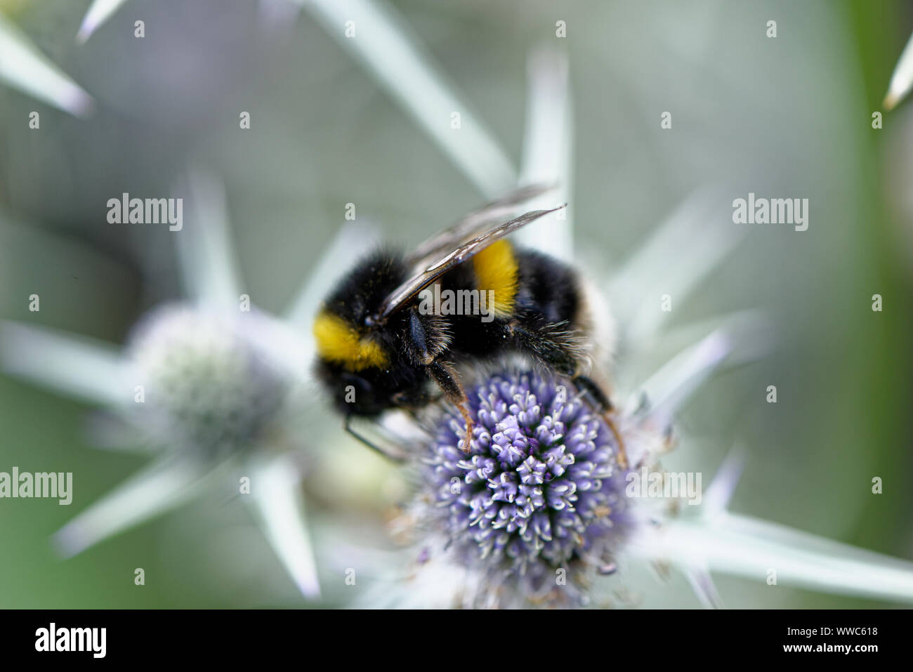 Il miele europeo ape su fiore. Fiori forniscono le api con nettare e polline. Le api offrono fiori con i mezzi per riprodurre in un processo chiamato p Foto Stock
