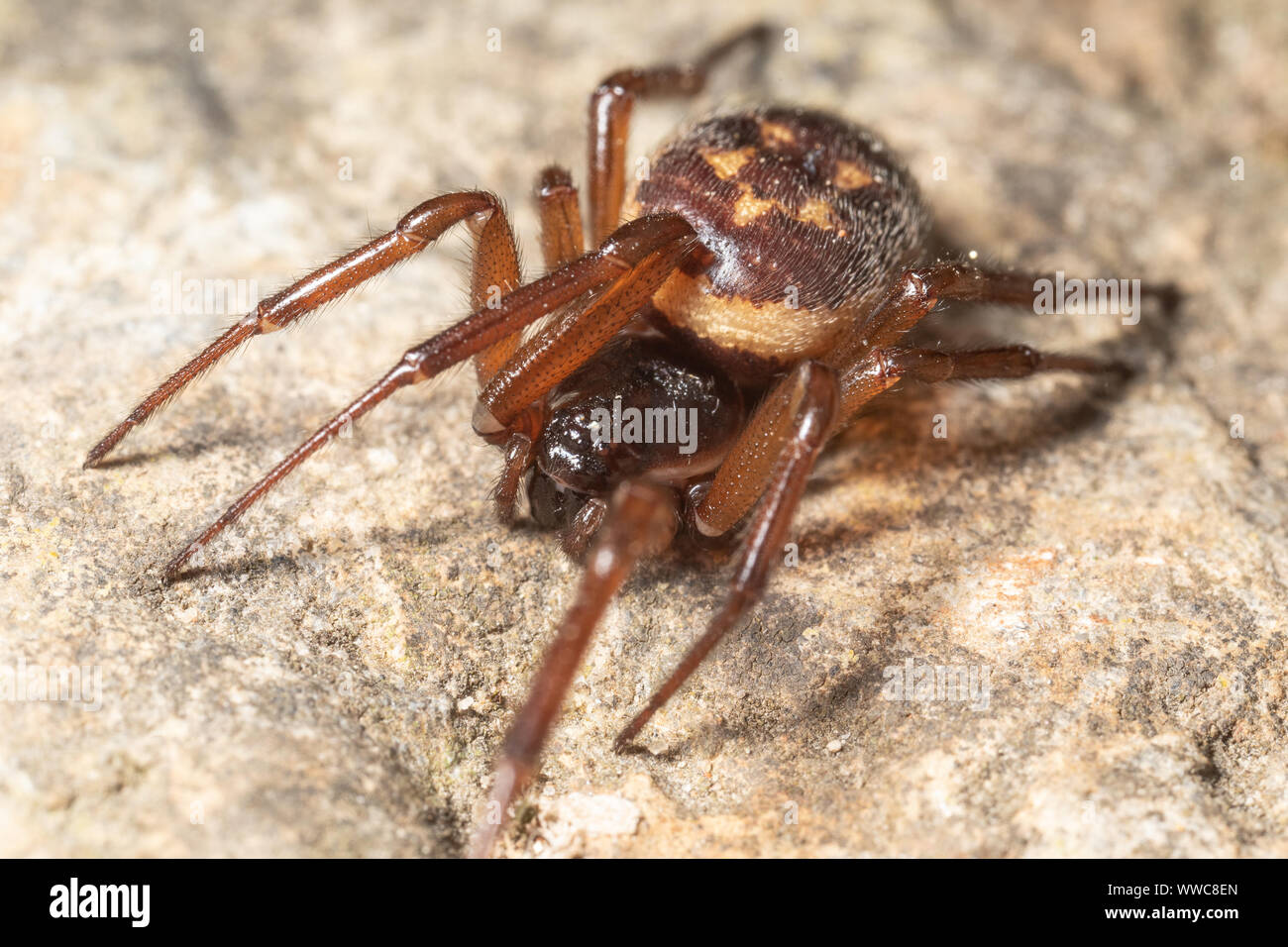 Femmina falsi nobili vedova spider - una specie che ha avuto una diffusa attenzione da parte dei media a causa del pericolo alledged che pone alle persone. Foto Stock