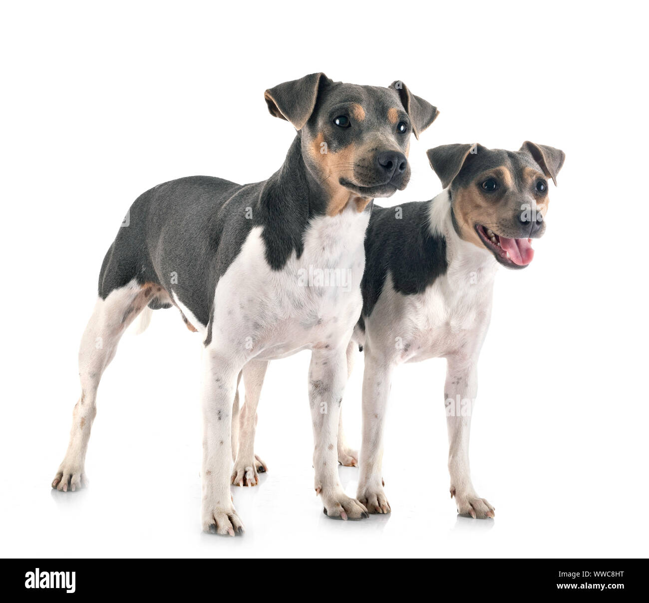 Terrier brasiliano di fronte a uno sfondo bianco Foto Stock