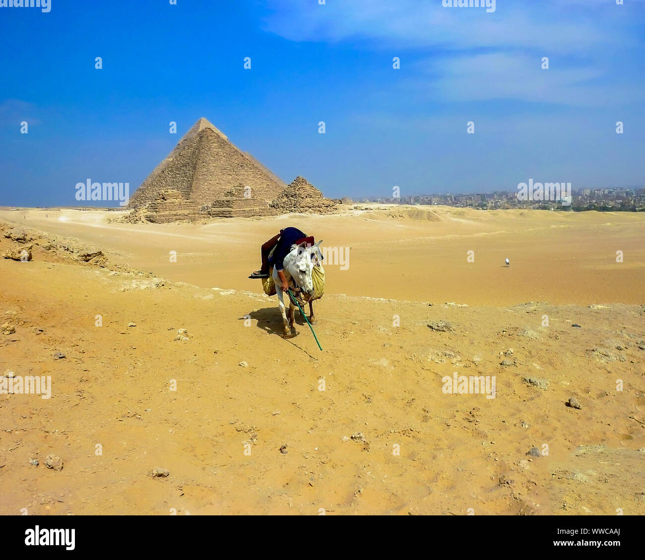 Piramidi di Giza. Giovane ragazzo egiziano addormentato sulla asinello bianco nel deserto del Sahara con la Piramide di Giza in background. Immagine di stock. Foto Stock