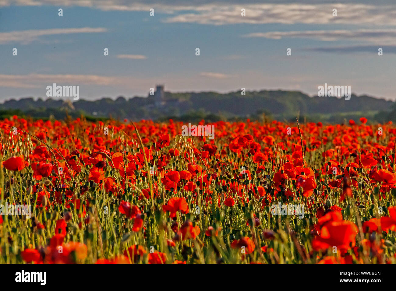 Campo di papavero sulla strada Chalton Foto Stock