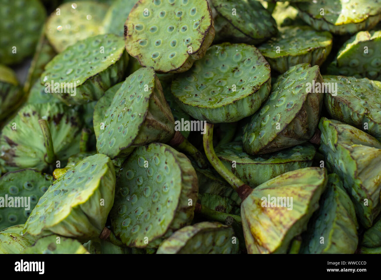 La texture di verde lotus. Acerbi fiore di loto. I semi di loto. Commestibile di fiori esotici venduti su una strada di Pechino. Foto Stock