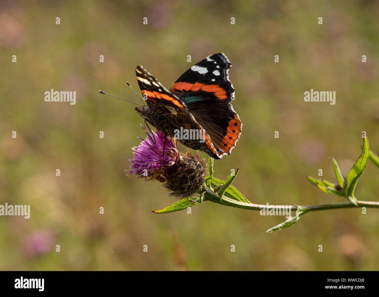 Red admiral butterfly (Vanessa Atalanta) nectaring, Dumfries Scozia SW Foto Stock