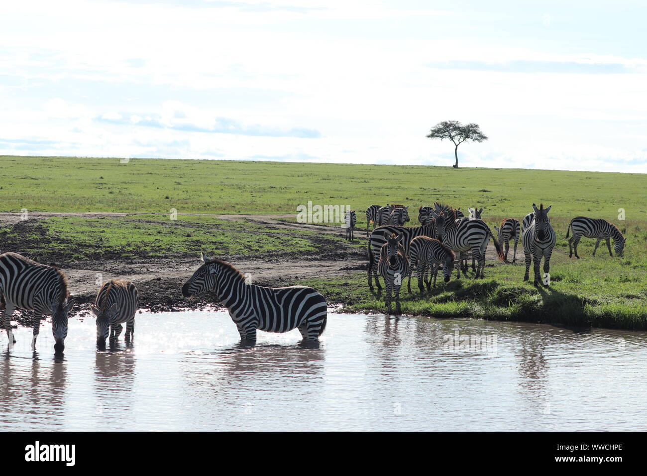 Gruppo di zebre nell'acqua, il Masai Mara National Park, in Kenya. Foto Stock