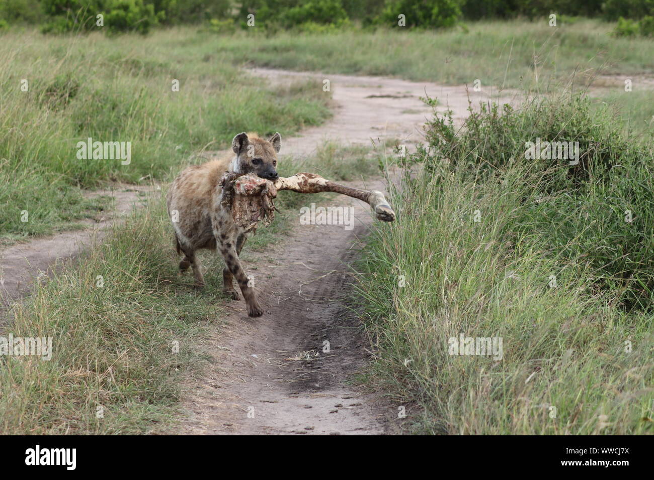 Spotted hyena alimentazione sulle ossa, il Masai Mara National Park, in Kenya. Foto Stock