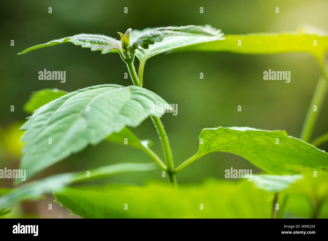 Boccola di amaro o il Siam erbaccia e la luce del sole di mattina. Primo piano e copia di spazio per il testo. Concetto di erba o un primo aiuto nella foresta. Foto Stock