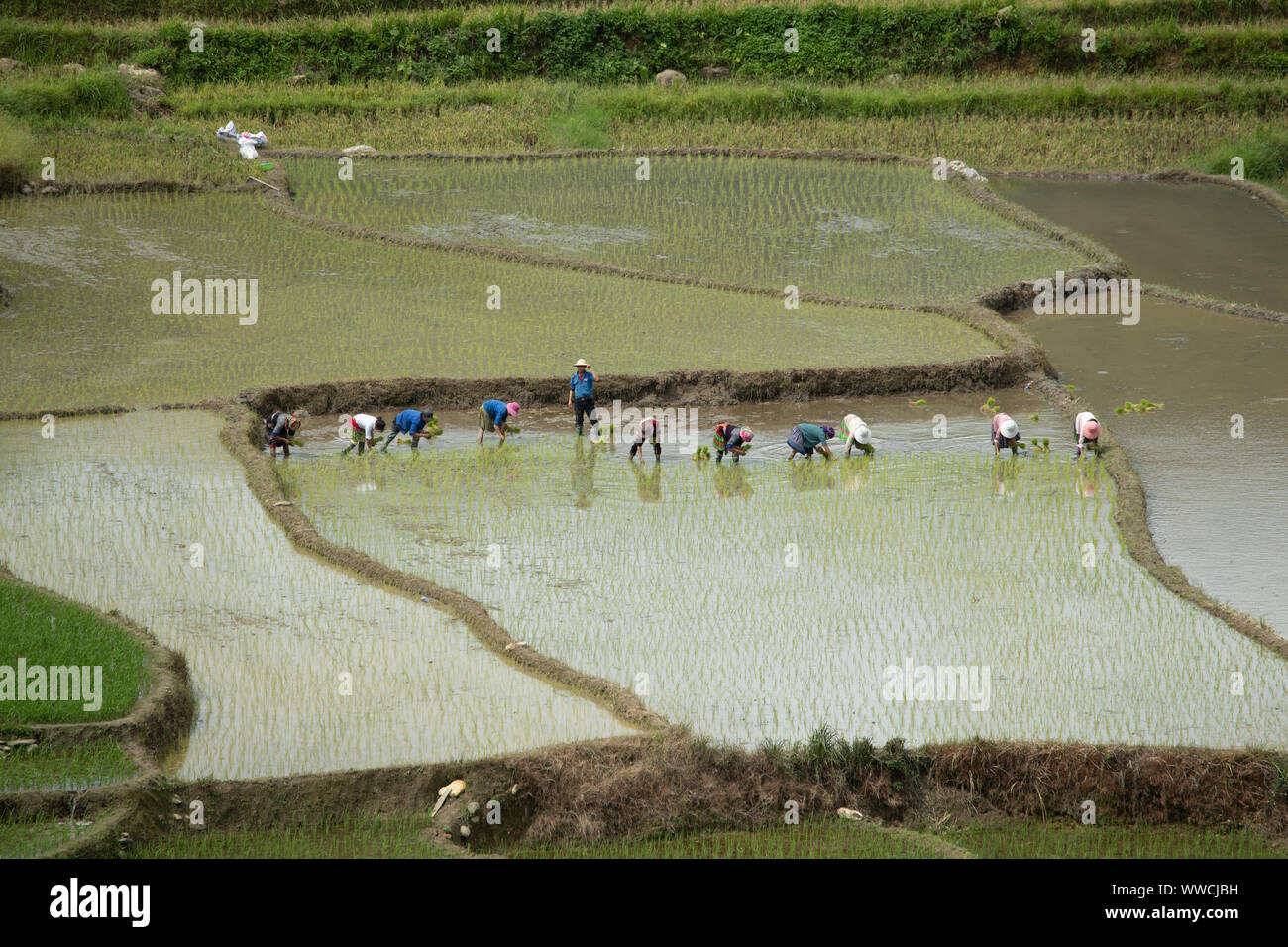 Lavoratori vietnamiti in risaia Pass Khau Vietnam Foto Stock