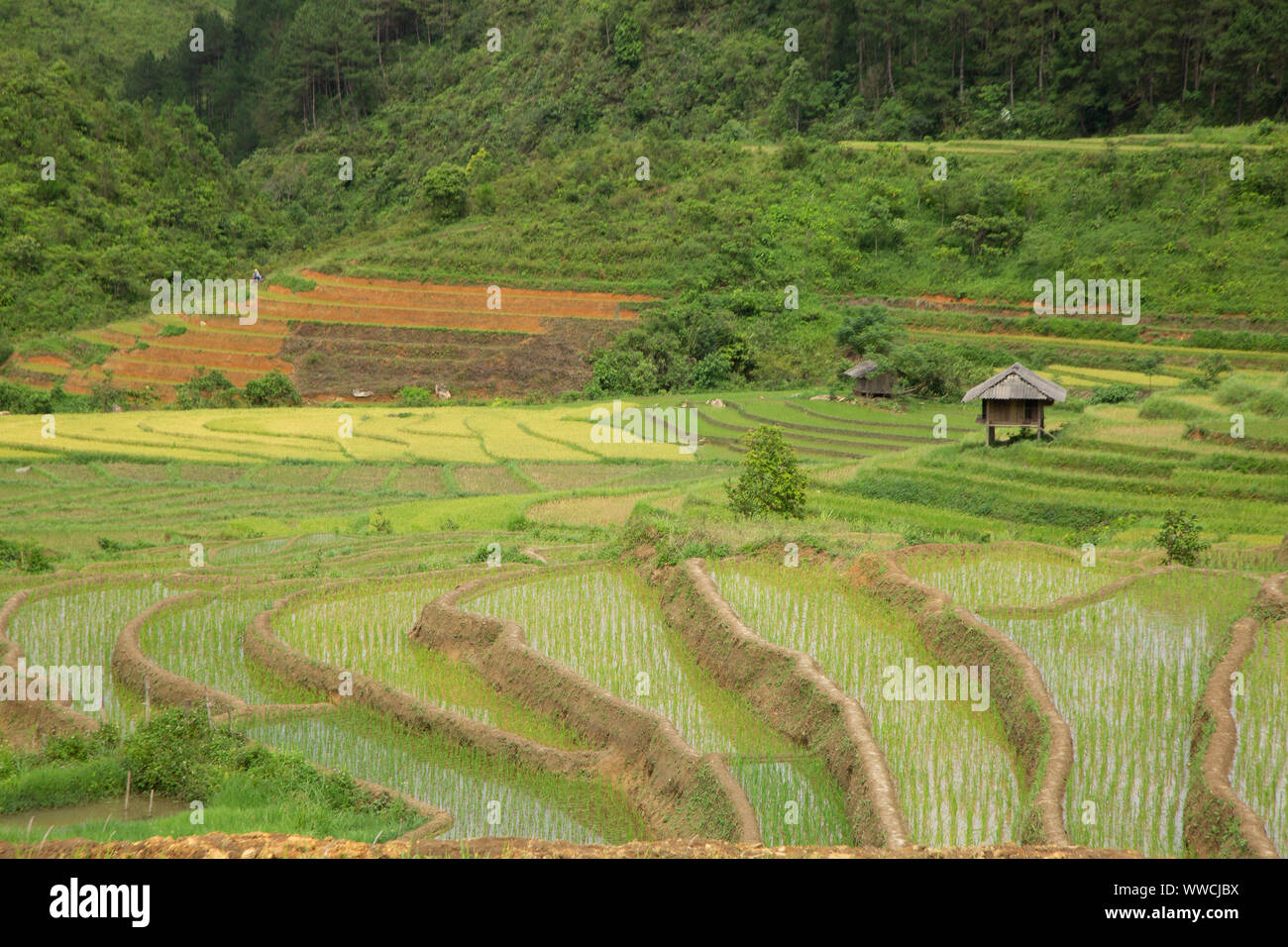 I campi di riso Khau Pha Pass Vietnam Foto Stock