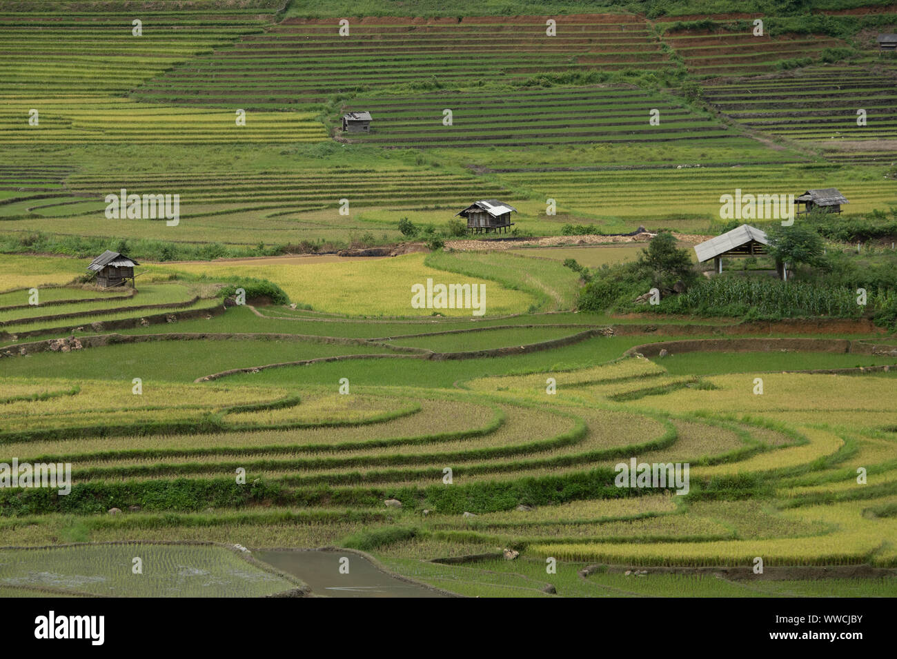 I campi di riso Khau Pha Pass Vietnam Foto Stock